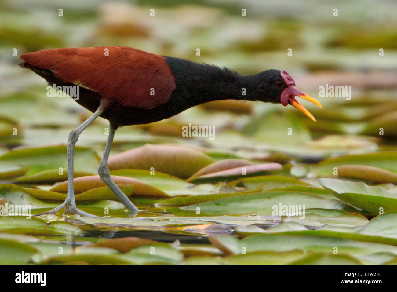 Wattled Jacana (Jacana jacana) sorge in una zona umida in Perù. Foto Stock