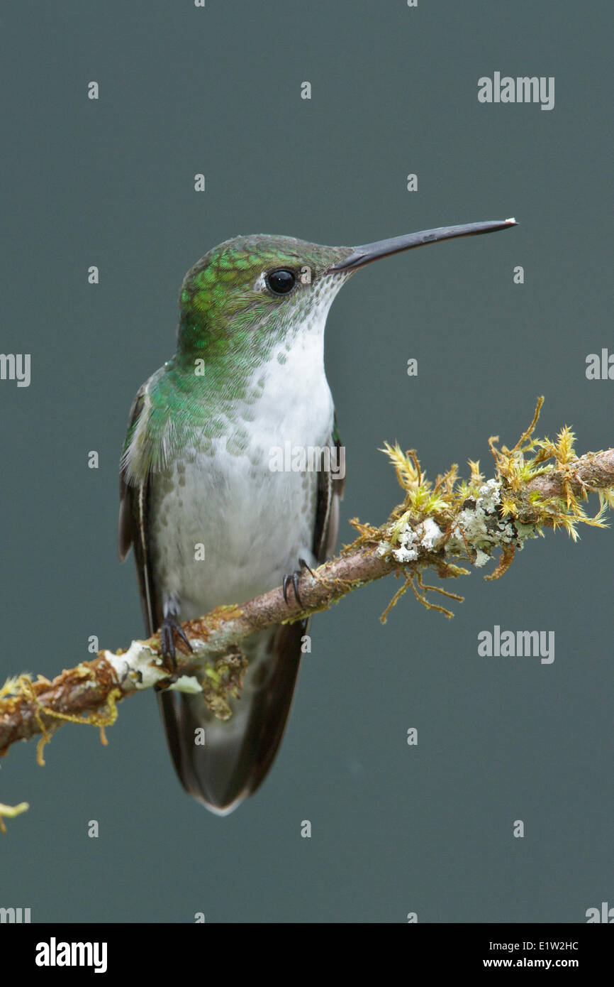 Bianco-panciuto Hummingbird (Leucippus chionogaster) appollaiato su un ramo in Perù. Foto Stock