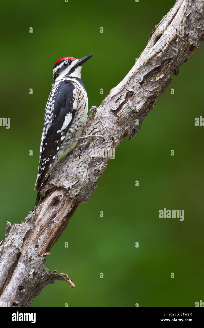 A becco giallo (Sapsucker Sphyrapicus varius) appollaiato su un ramo in Eastern Ontario, Canada. Foto Stock