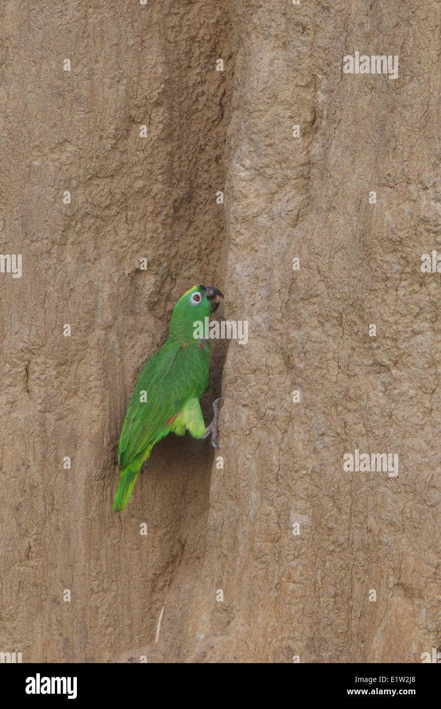 Giallo-incoronato Parrot (Amazona ochrocephala) arroccato e alimentazione su argilla amazzonica in Perù. Foto Stock
