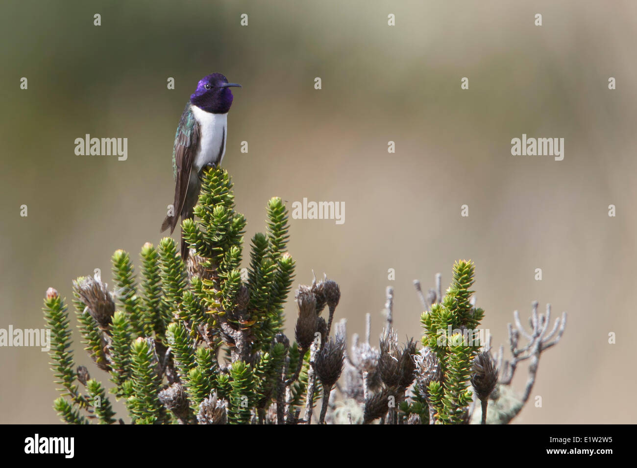 Hillstar ecuadoriana (Oreotrochilus chimborazo) appollaiato su un ramo in Ecuador. Foto Stock