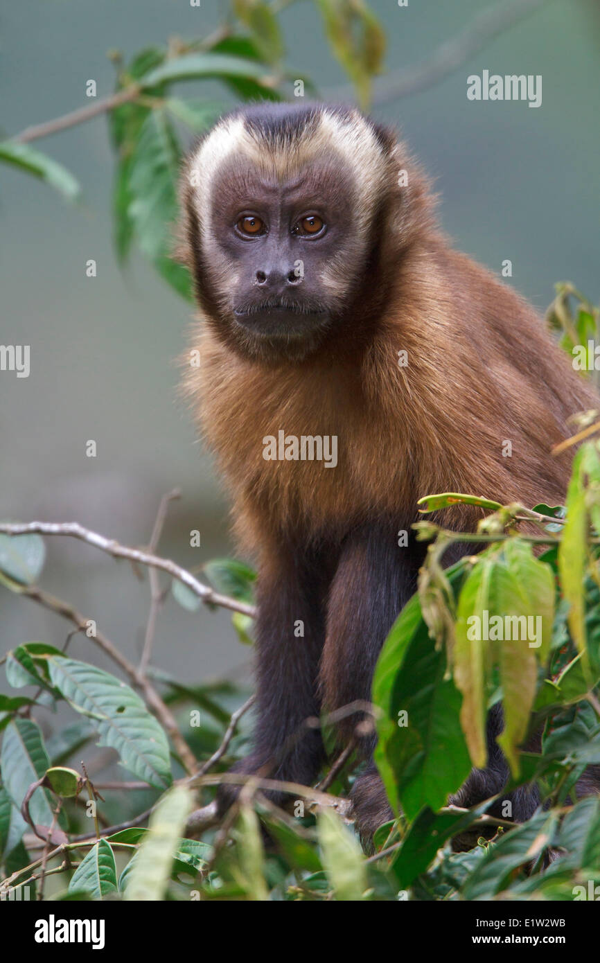 Marrone scimmia cappuccino Foto Stock