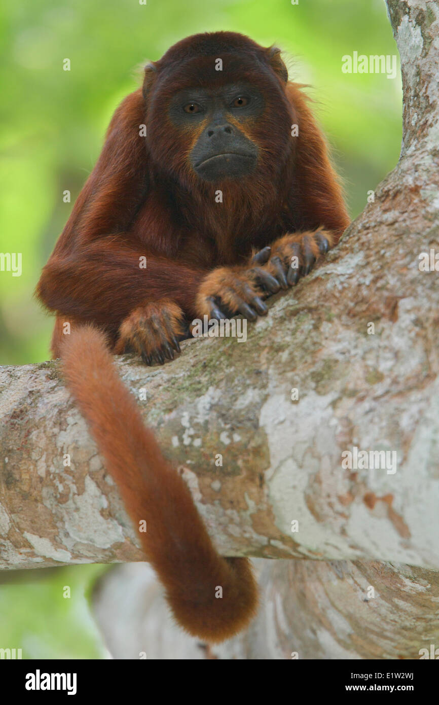 Red scimmia urlatrice Foto Stock