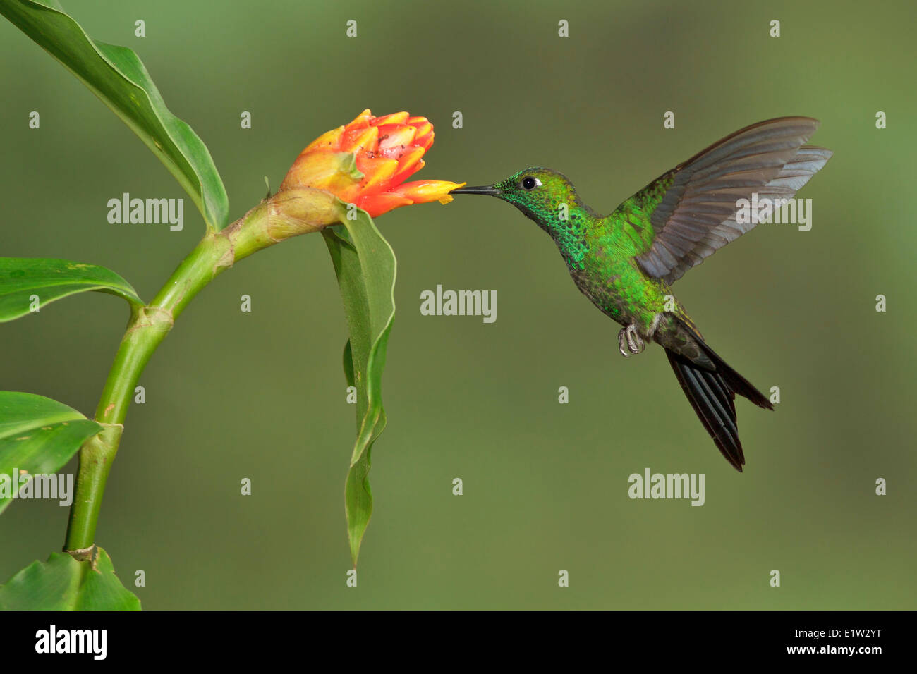 Verde-incoronato brillante (Heliodoxa jacula) battenti e alimentando ad un fiore in Costa Rica. Foto Stock