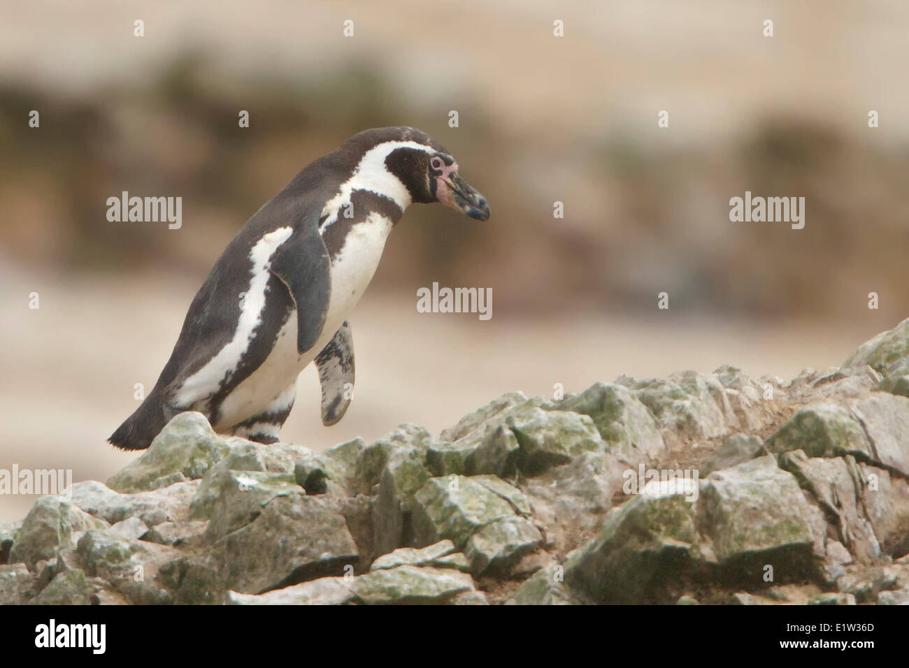 Pinguini Humboldt (Spheniscus Humboldti) arroccata su una roccia in Perù. Foto Stock