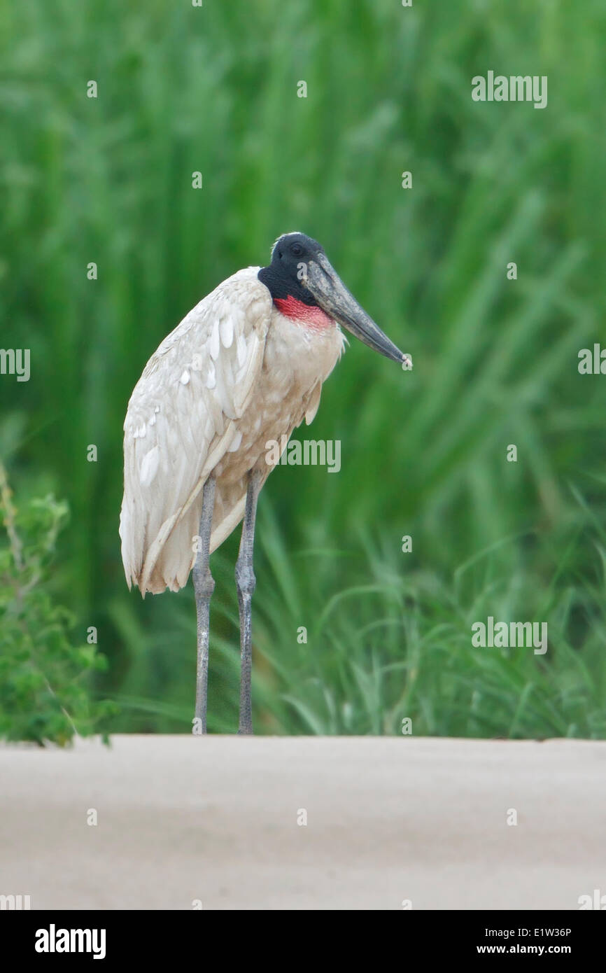 Jabiru Aeroporto (Jabiru Aeroporto mycteria) arroccato lungo un fiume in Amazzonia peruviana. Foto Stock