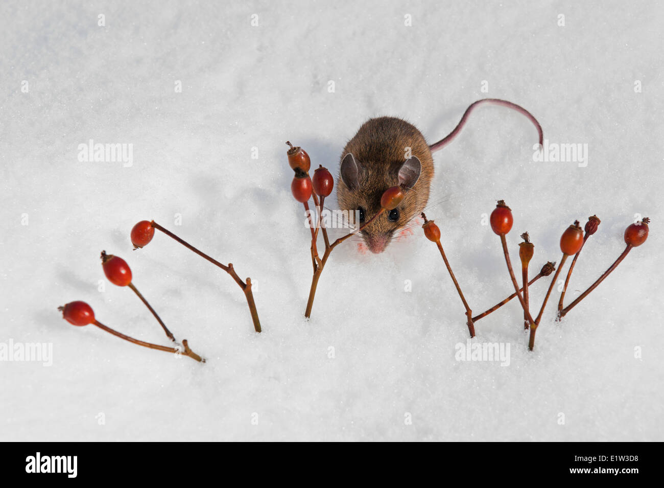 Deer Mouse (Peromyscus maniculatus) foraggi cinorrodi sulla soleggiata giornata invernale. Roditori nativo trovati in tutto il Nord America. Foto Stock