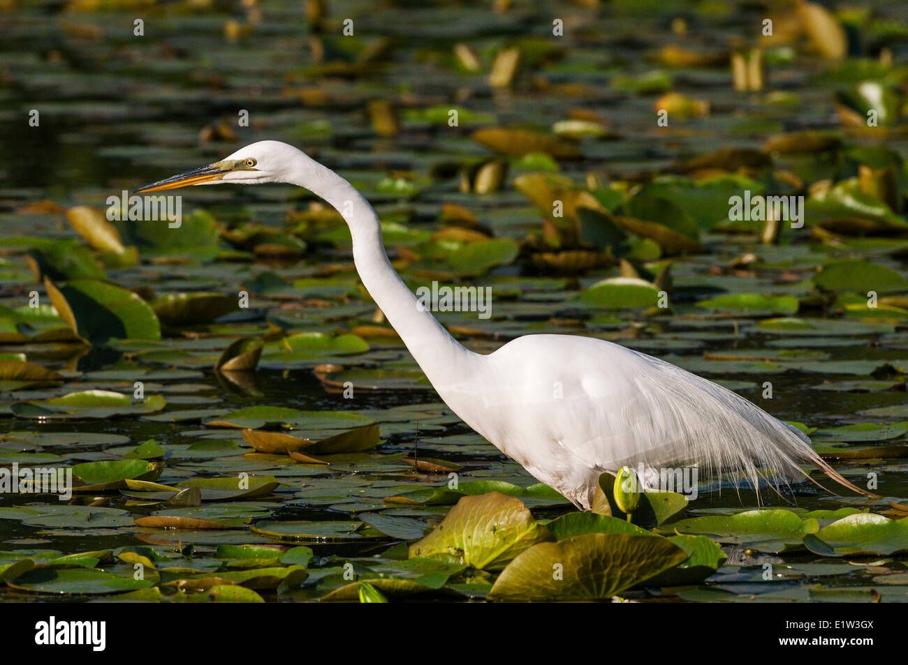 Airone bianco maggiore (Ardea albus). Molla. Il lago Erie, Nord America. Foto Stock