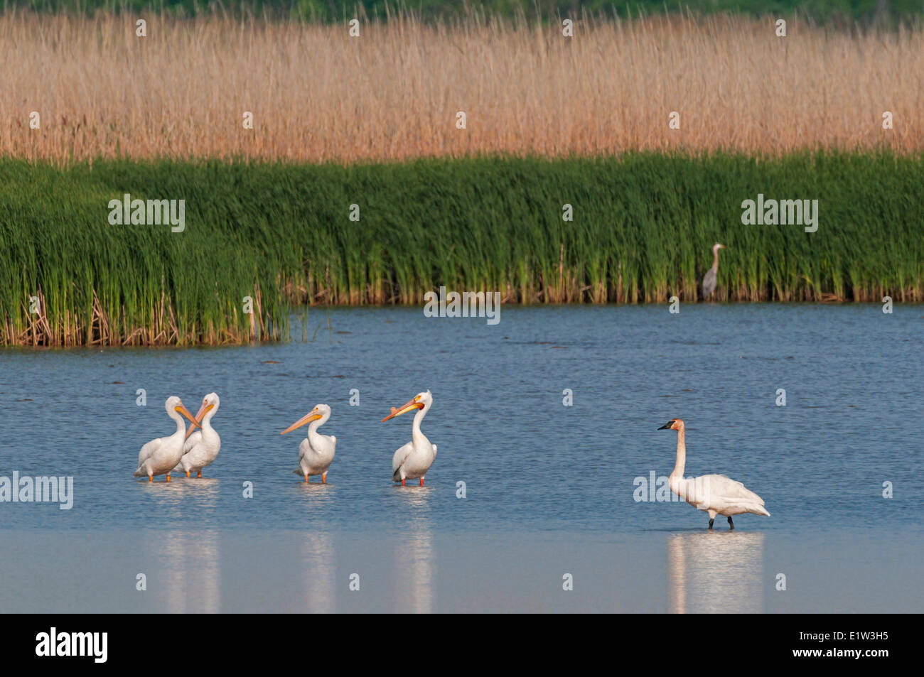 White pellicani (Pelecanus erythrorhynchos)e Trumpeter Swan (Cygnus buccinatore) in un lago di acqua dolce Erie Molla Marsh Ottawa Foto Stock