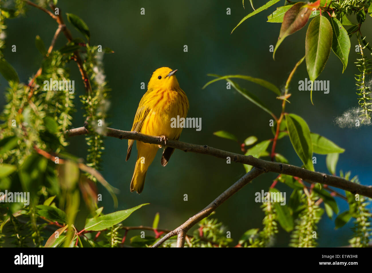 Trillo giallo (Dendroica petechia) dopo la migrazione a molla si appoggia in black willow tree in una foresta Carolinian lungo il lago Foto Stock