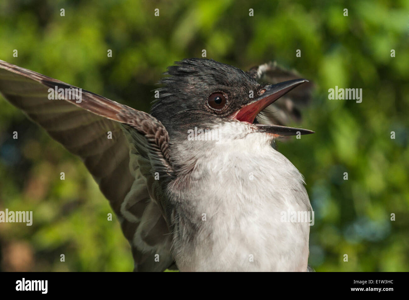 Kingbird orientale (Tyrannus tyrannus), malgrado il suo nome, si trova da Atlantic alle coste del Pacifico del Nord America. Foto Stock