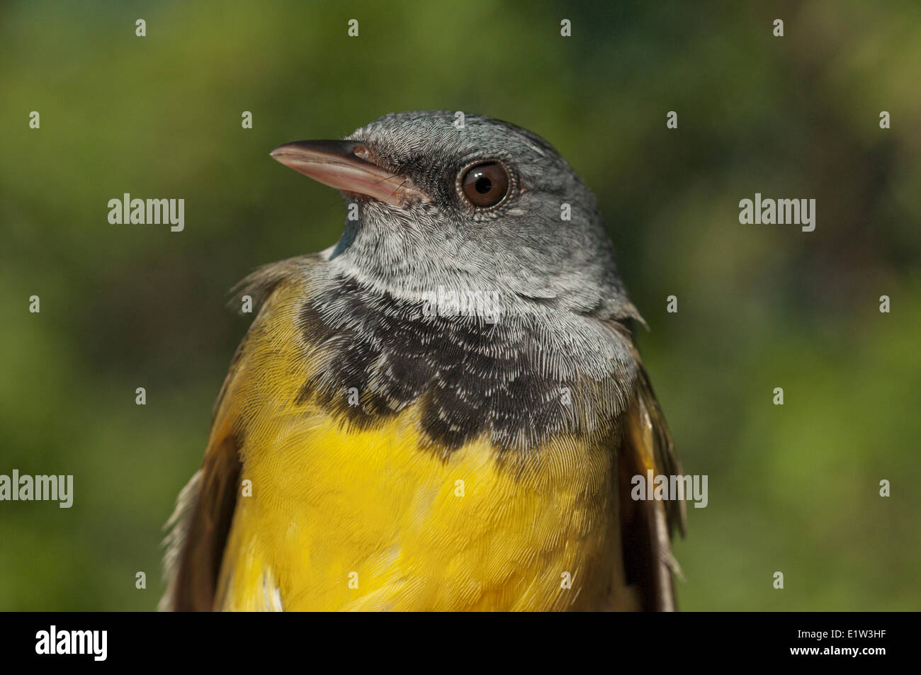 Lutto Trillo femmina (Oporornis philadelphia). Il lago Erie, Nord America. Foto Stock