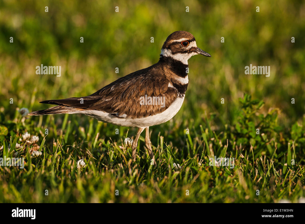 Killdeer (Charadrius vociferus). La molla, il Lago Erie; NWR di Ottawa, Ohio, U.S.A. Foto Stock