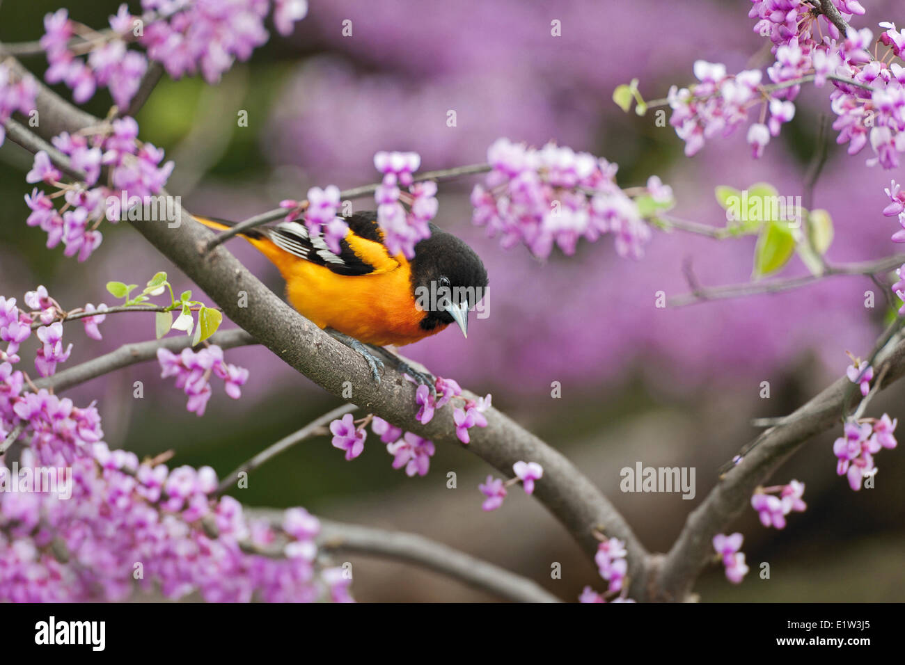 Northern Rigogolo (Icterus galbula) maschio in allevamento piumaggio riposa in primavera Redbud tree. Il lago Erie. Grandi Laghi. America del nord. Foto Stock