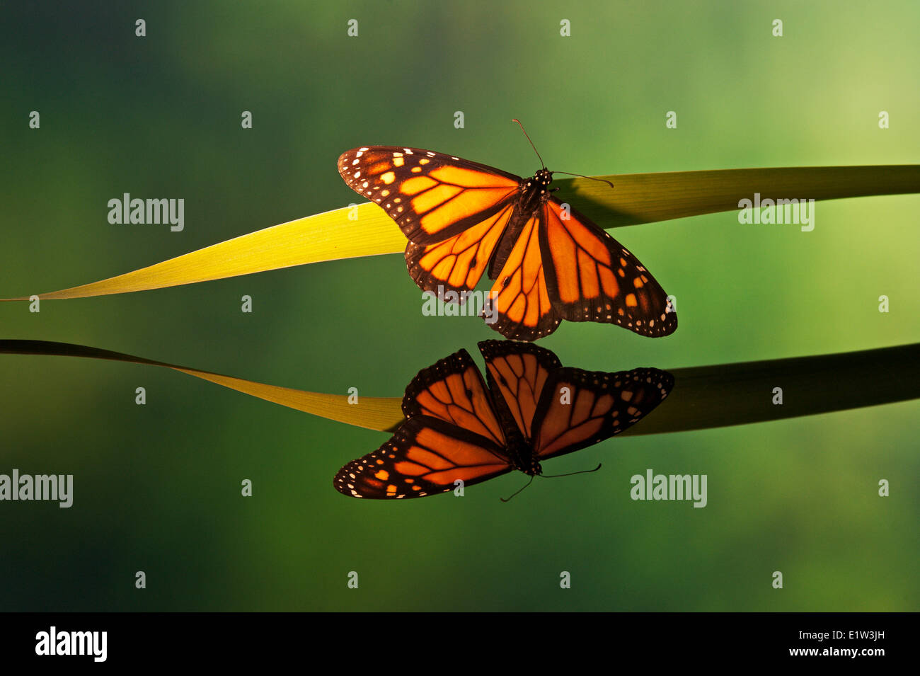 Farfalla monarca (Danaus plexippus) riflessione. Trovato in tutto il Nord America in estate. Foto Stock