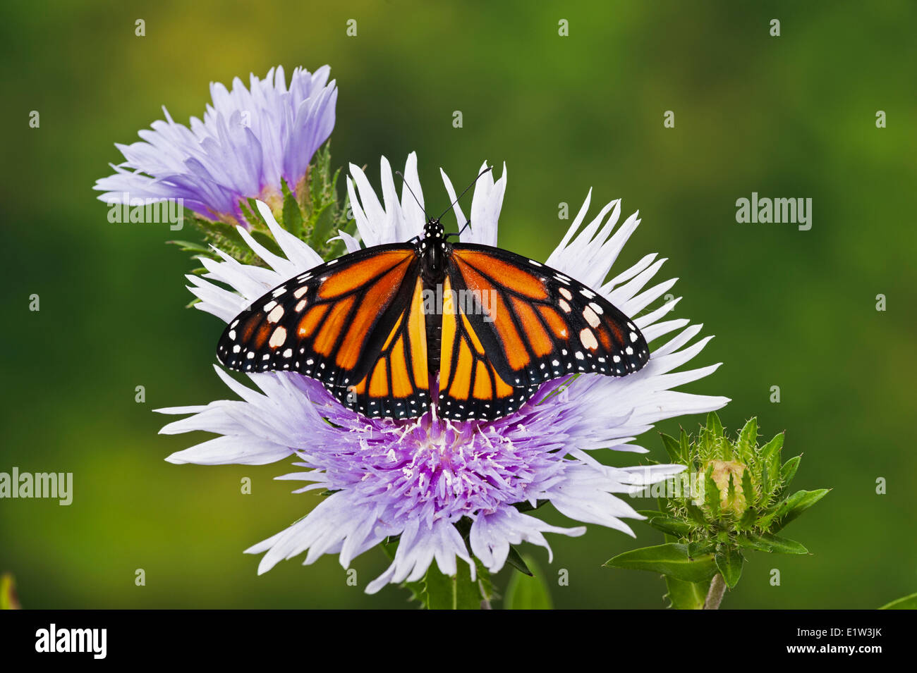 Farfalla monarca (Danaus plexippus) su di Stokes (Aster Stokesia laevis) fiori, estate, Nord America. Foto Stock