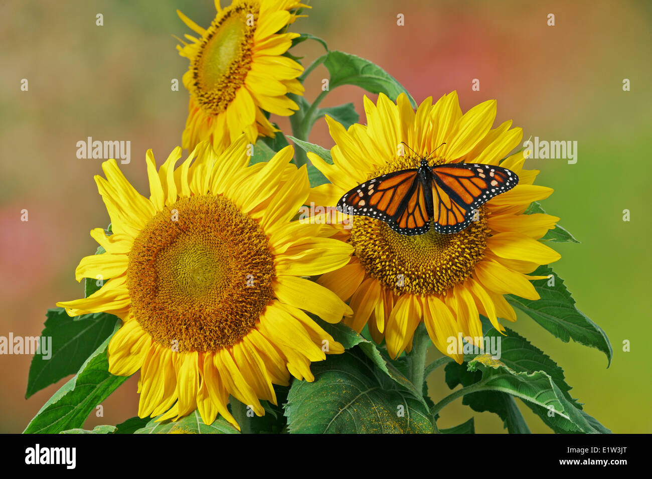 La Monarch (Danaus plexippus) farfalla su girasole, estate, Nord America. Foto Stock