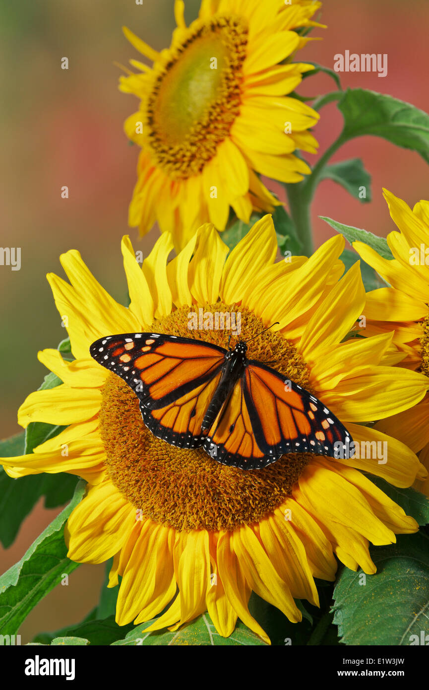 La Monarch (Danaus plexippus) farfalla su girasole, estate, Nord America. Foto Stock