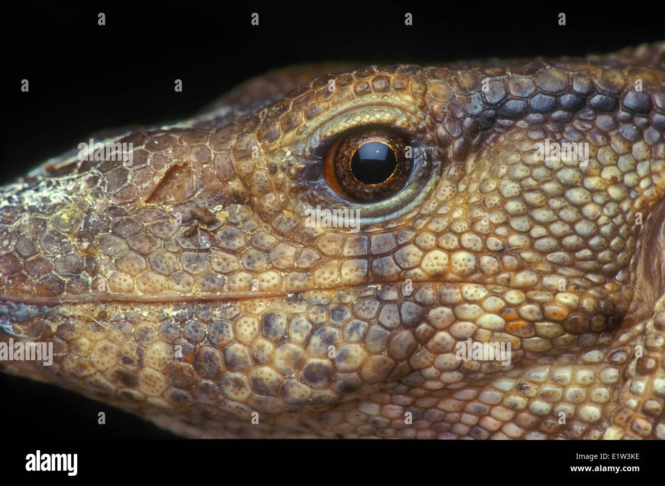 MONITOR DI SAVANA LIZARD (Varanus exanthematicus). Centrale per l'Africa australe. Foto Stock