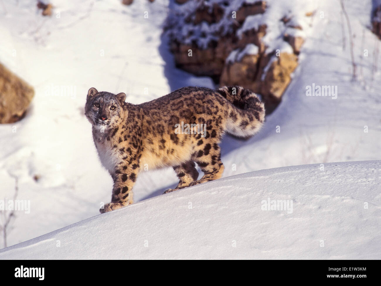 Snow Leopard (Panthera uncia). Trovato in Asia centrale dal nord ovest della Cina in Tibet e l'Himalaya. Rare e minacciate di estinzione. . Foto Stock