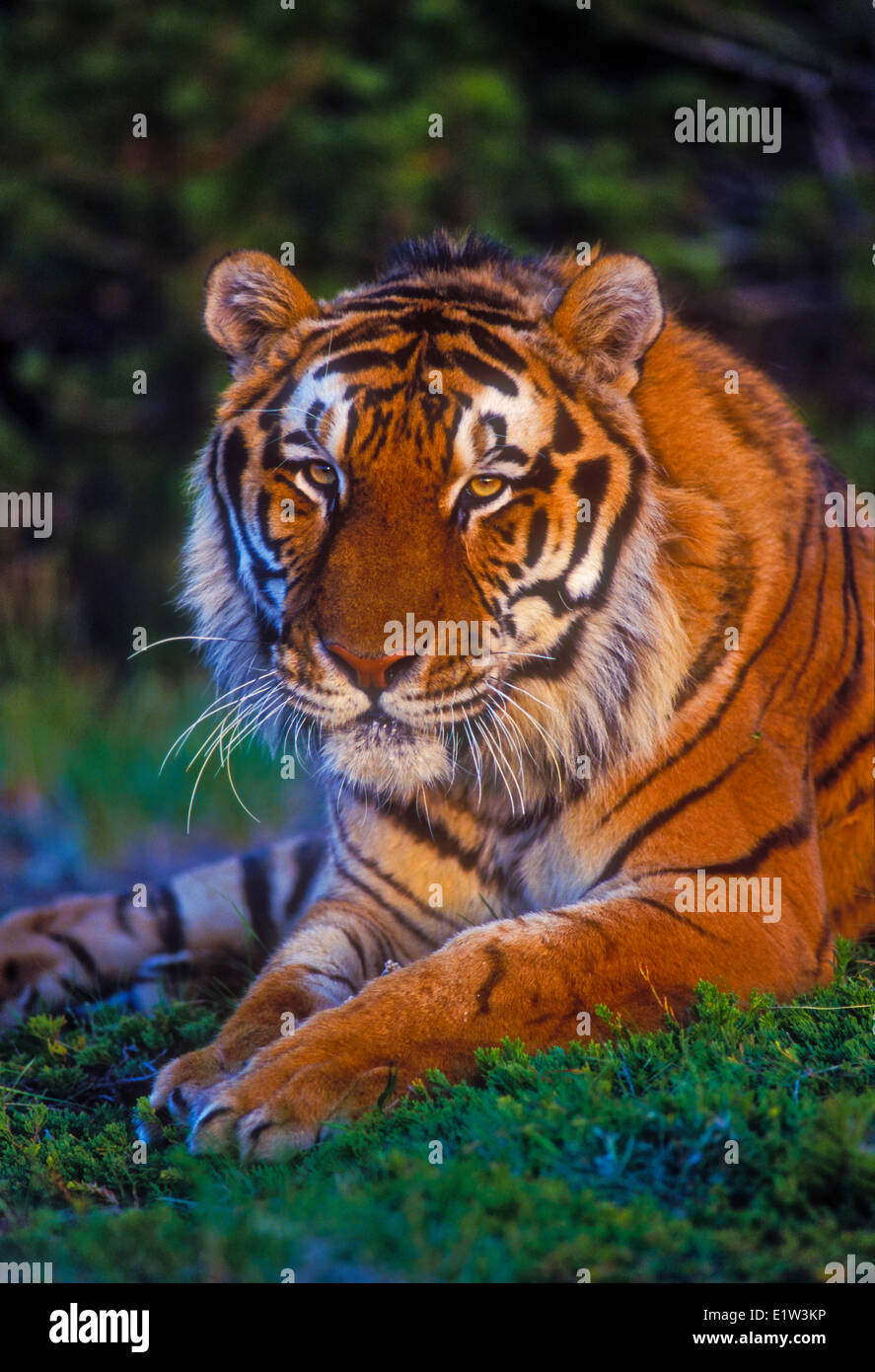 Tigre Siberiana (Panthera tigris altaica), specie in via di estinzione. Foto Stock