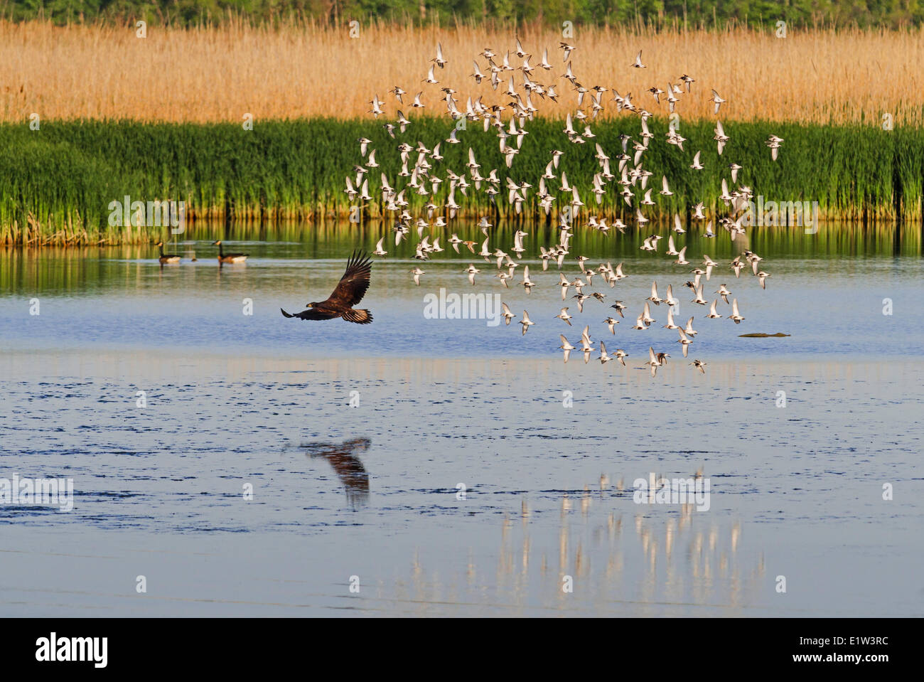 Aquila calva (Haliaeetus leucocephalus) immaturi gregge disturba la migrazione dunlins (Calidris alpina) in un laghetto di acqua dolce Lago Erie Foto Stock