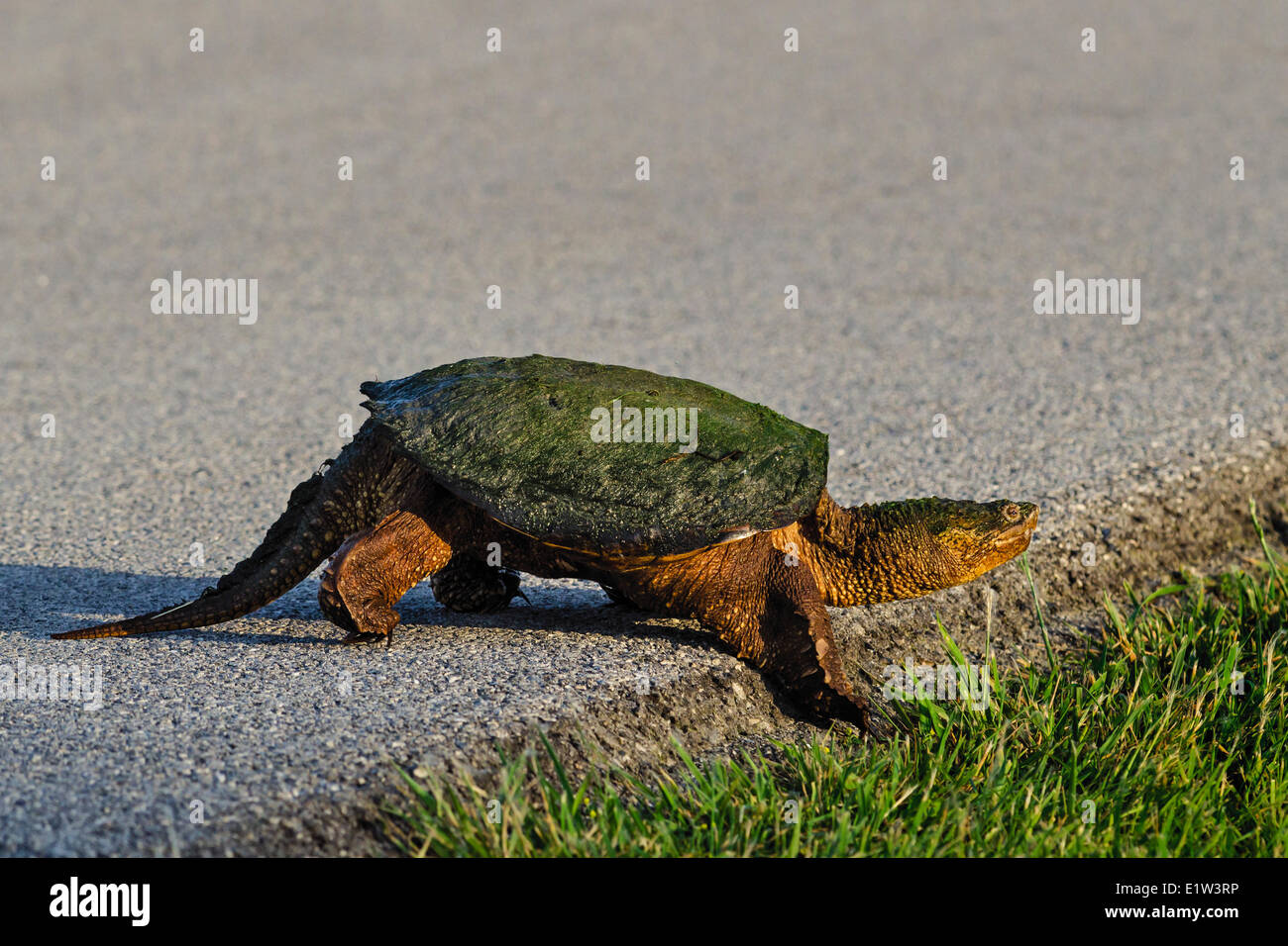 Snapping comune tartaruga (Chelydra serpentina) attraversando road, la molla, il Lago Erie litorale, Ohio, Stati Uniti d'America. Foto Stock