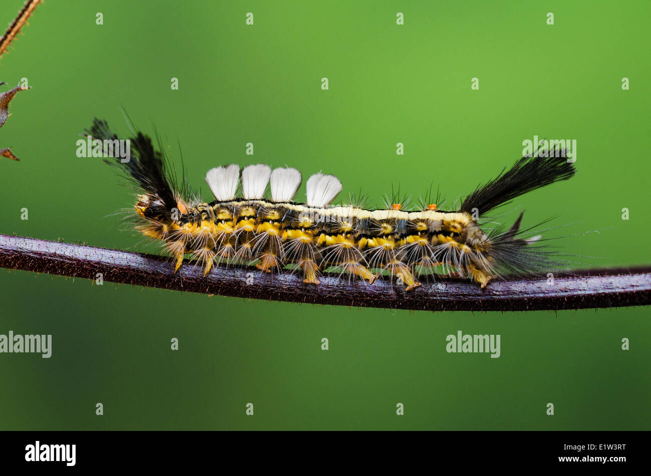 Bianco contrassegnato Tussock Moth Caterpillar (Orgyia leucostigma). L'estate. Nova Scotia, Canada. Foto Stock