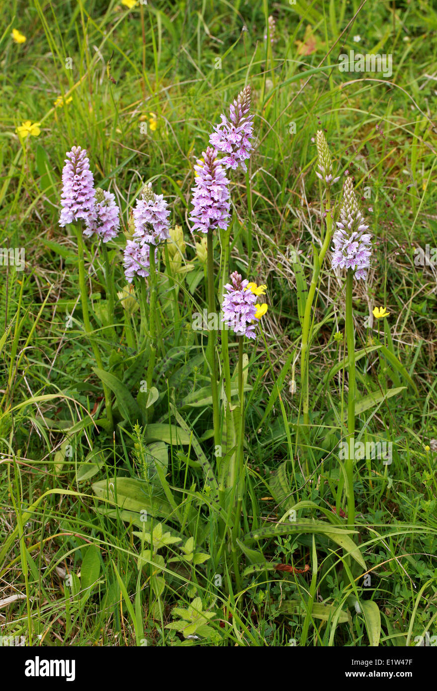 Orchidea maculata comune, Dactylorhiza fuchsii, Orchidaceae. Fiore selvatico britannico. REGNO UNITO Foto Stock