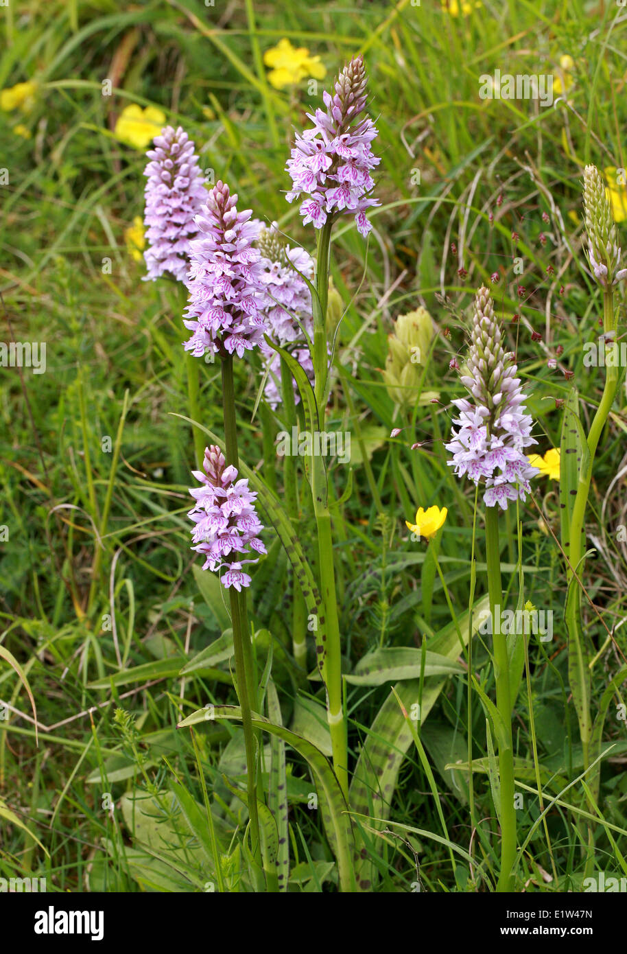 Avvistato comune, orchidea Dactylorhiza fuchsii, Orchidaceae. Britannico di fiori selvatici. Foto Stock