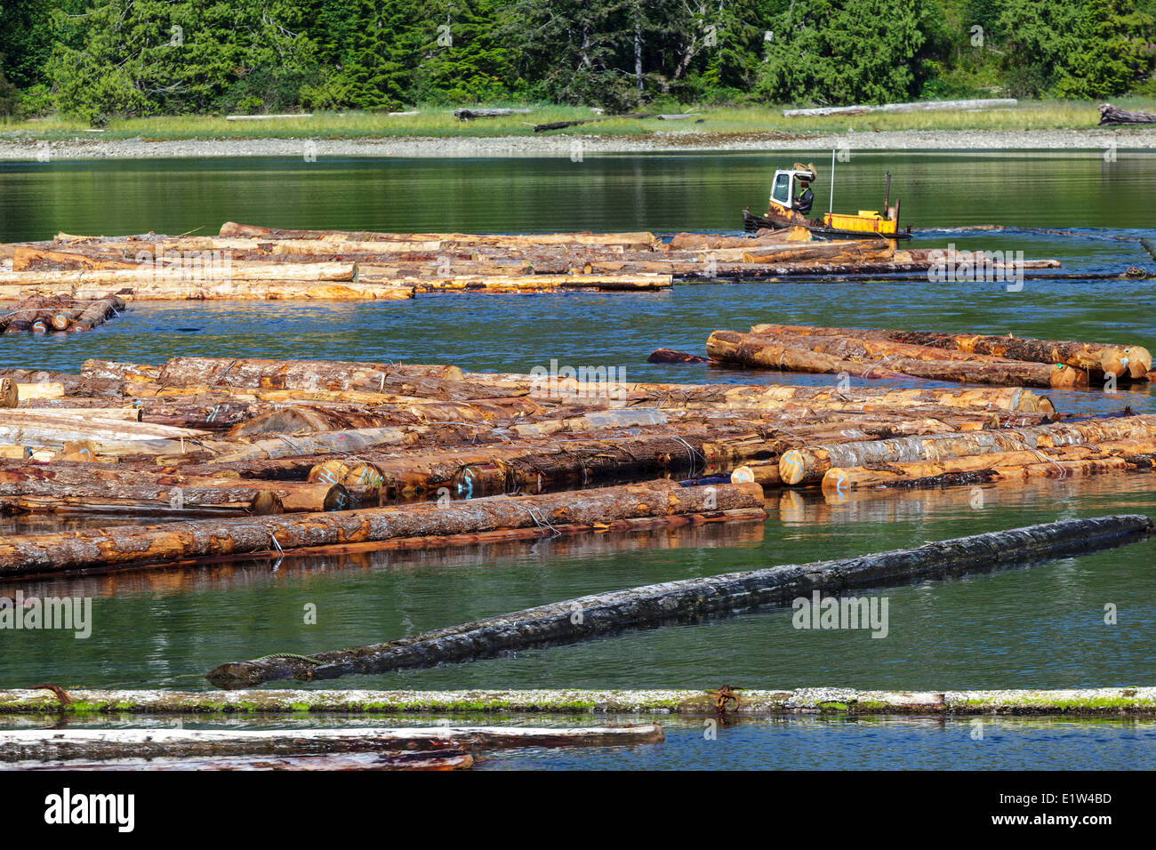 Una barca di apripista operatore ordina i registri in un braccio flottante a Kendrick braccio dump del registro sul British Columbia costa. Nessun consenso Foto Stock