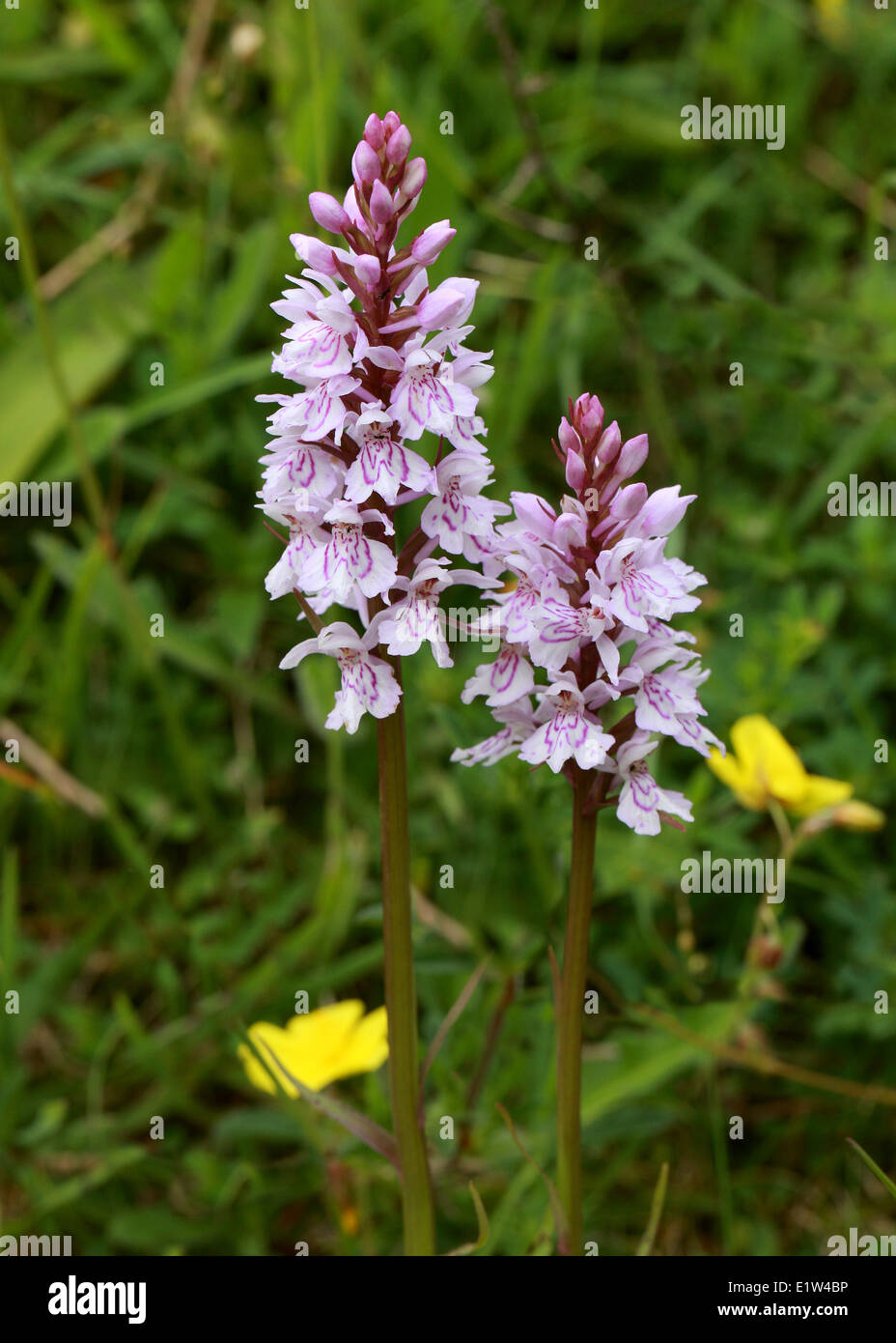 Orchidea maculata comune, Dactylorhiza fuchsii, Orchidaceae. Fiore selvatico britannico. REGNO UNITO Foto Stock