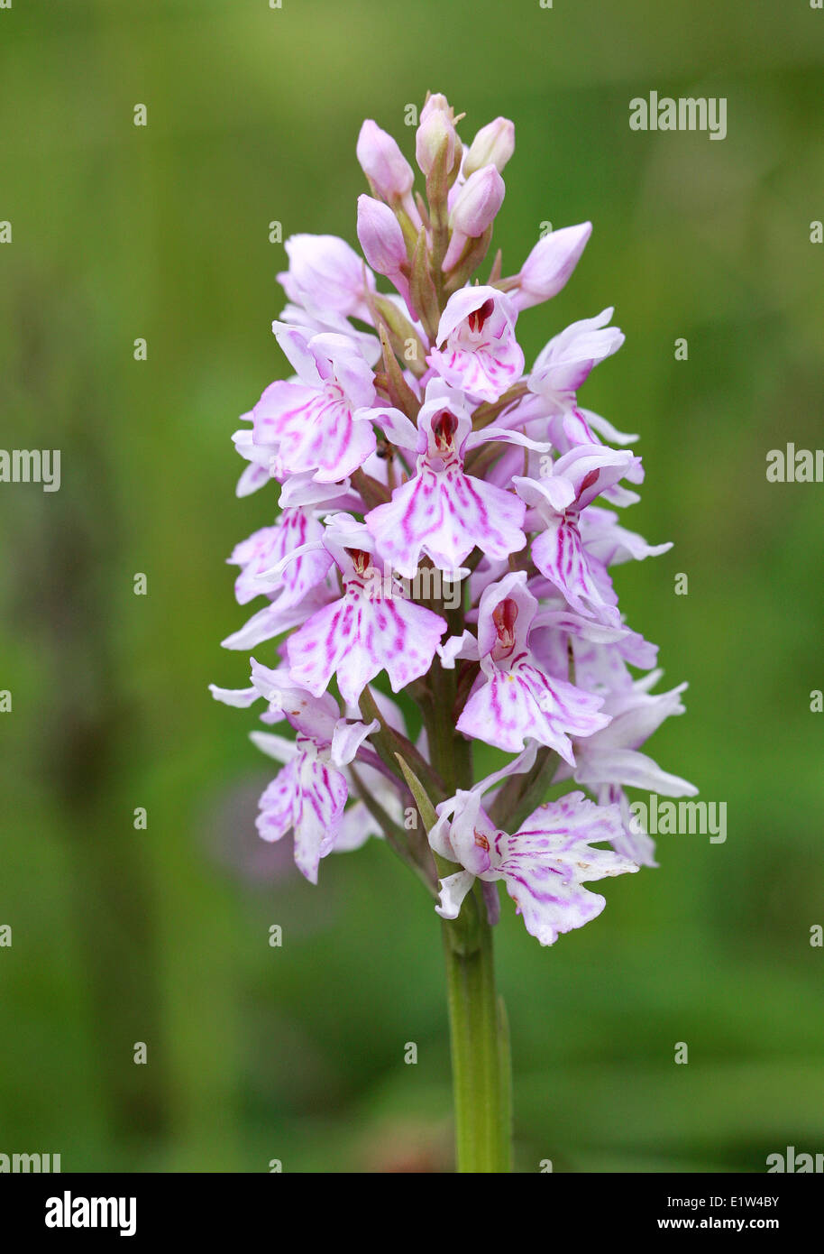 Orchidea maculata comune, Dactylorhiza fuchsii, Orchidaceae. Fiore selvatico britannico. REGNO UNITO Foto Stock