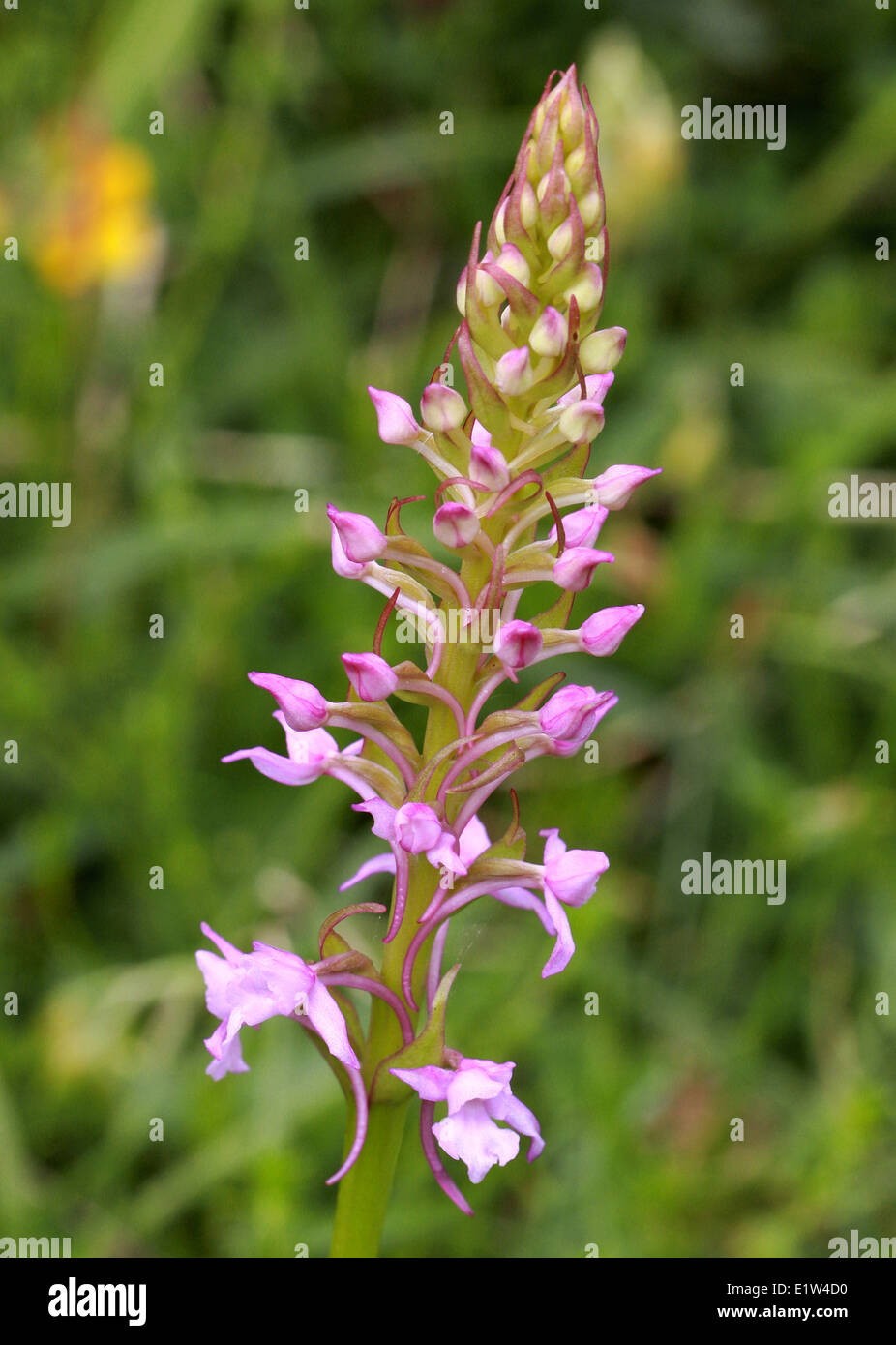 Orchidea profumata, Gymnadenia conopsea, Orchidaceae. British Wild Flower, Regno Unito. Foto Stock