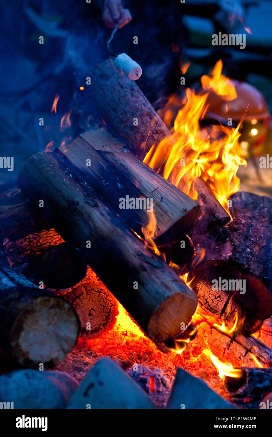 La tostatura marshmallows mentre sul campeggio/kayak viaggio. White River, BC Foto Stock