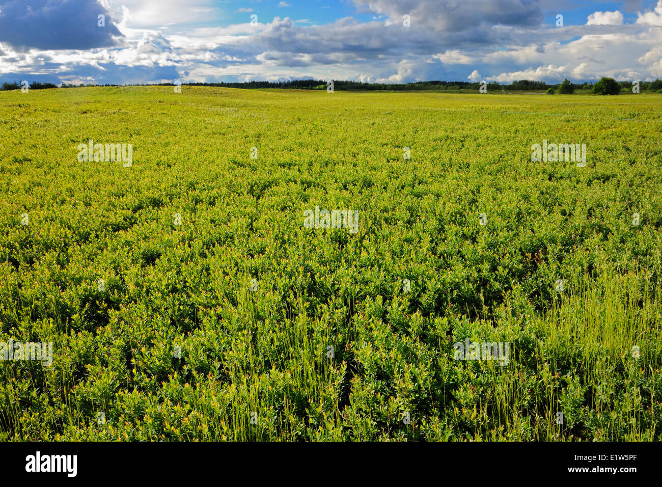 Campo coltivato di mirtilli (Blueberry Farm), Dolbeau Mistassini, Quebec, Canada Foto Stock