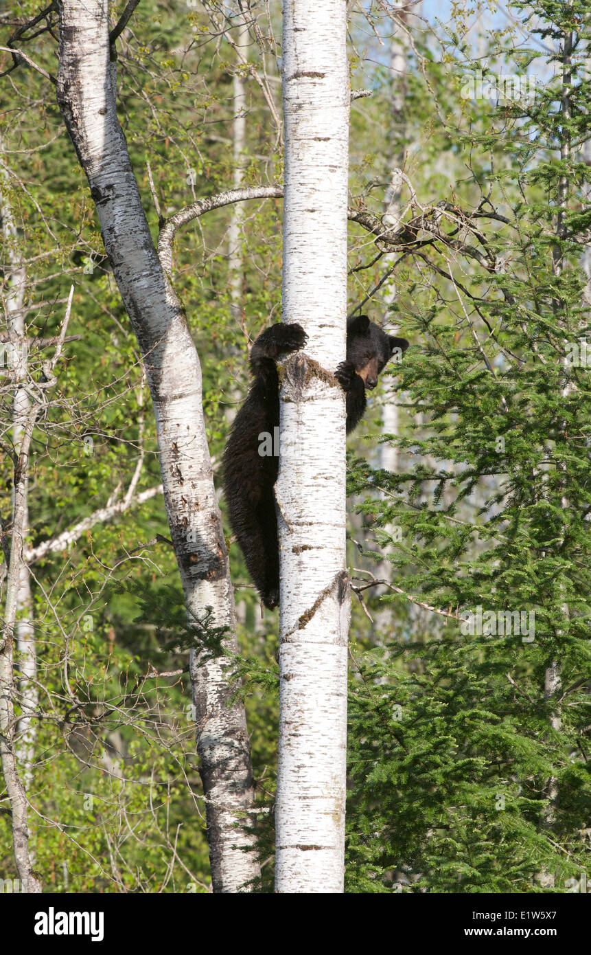 Wild American black bear, Ursus americanus, in Aspen Tree, Populus tremuloides, molla, Quetico Provincial Park, Ontario, Canada Foto Stock