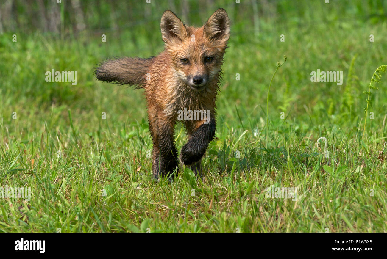 Red Fox, Vulpes vulpes, kit/giovani in esecuzione in erba verde. Foto Stock