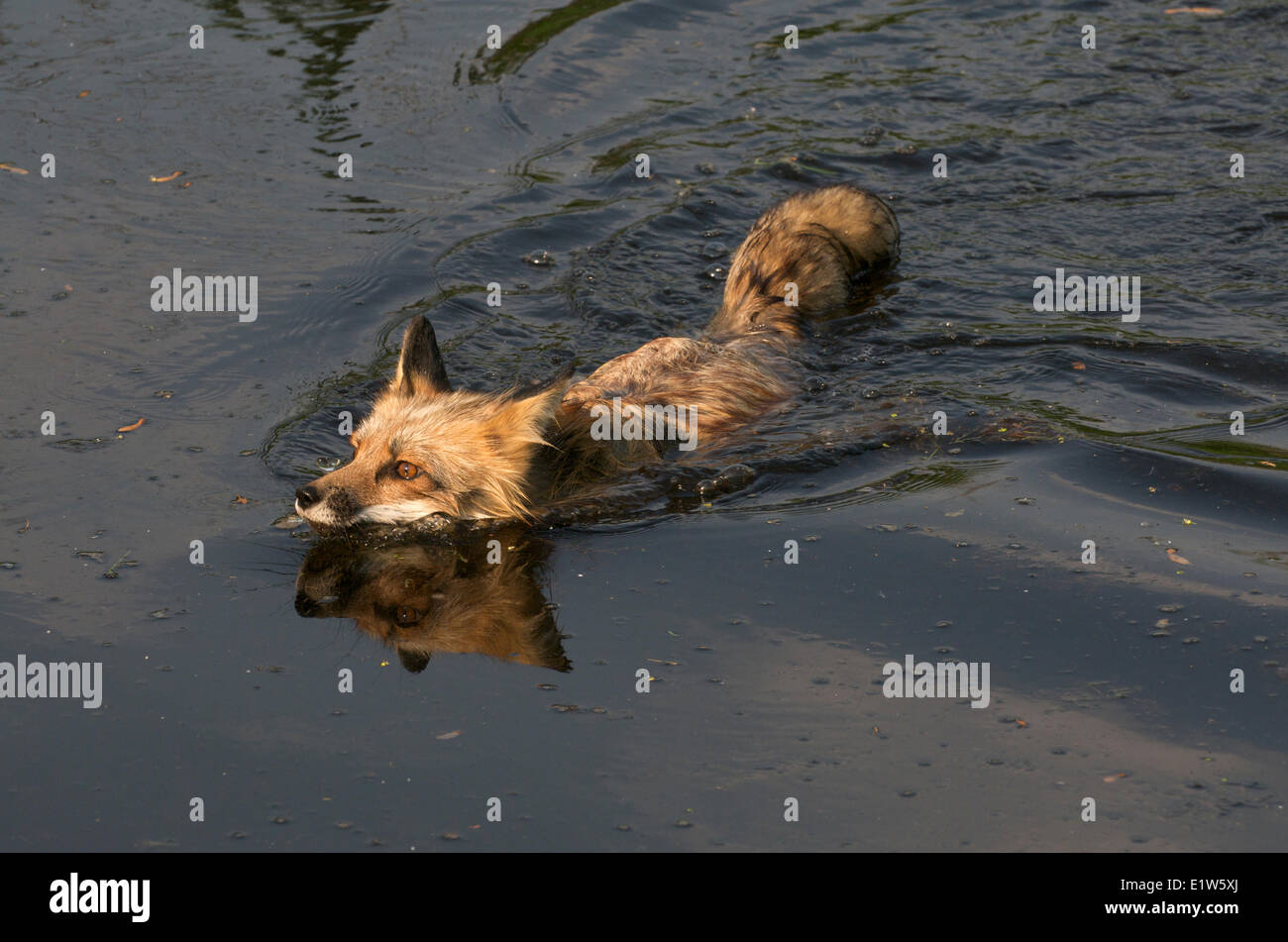 Red Fox, Vulpes vulpes, nuoto. Foto Stock