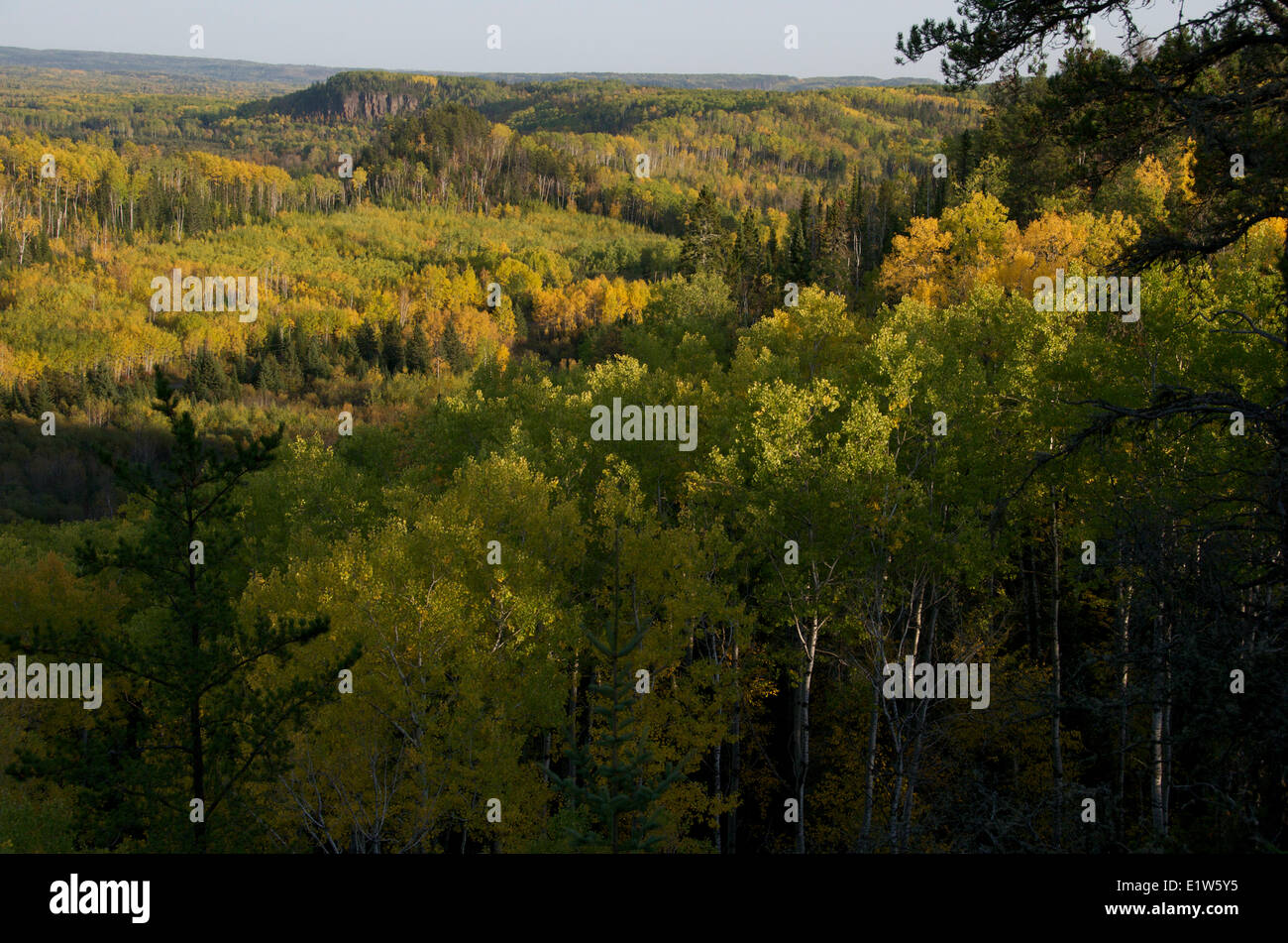 Tremante di Aspen, Populus tremuloides, in autunno gialli, vicino a Thunder Bay, Ontario, Canada Foto Stock