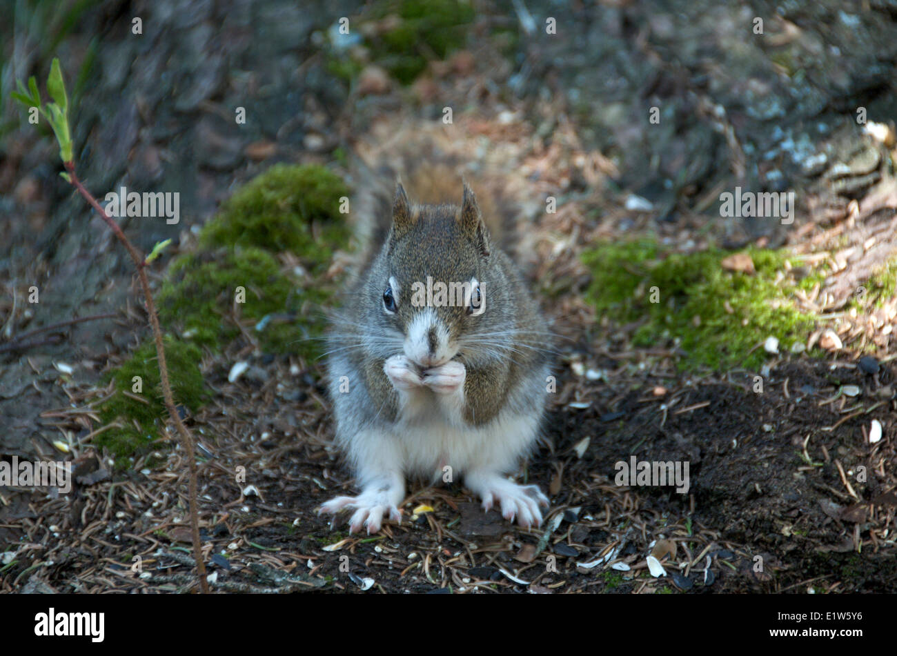 American scoiattolo rosso Tamiasciurus hudsonicus, con albino genetica. Sleeping Giant Parco Provinciale, Ontario, Canada Foto Stock