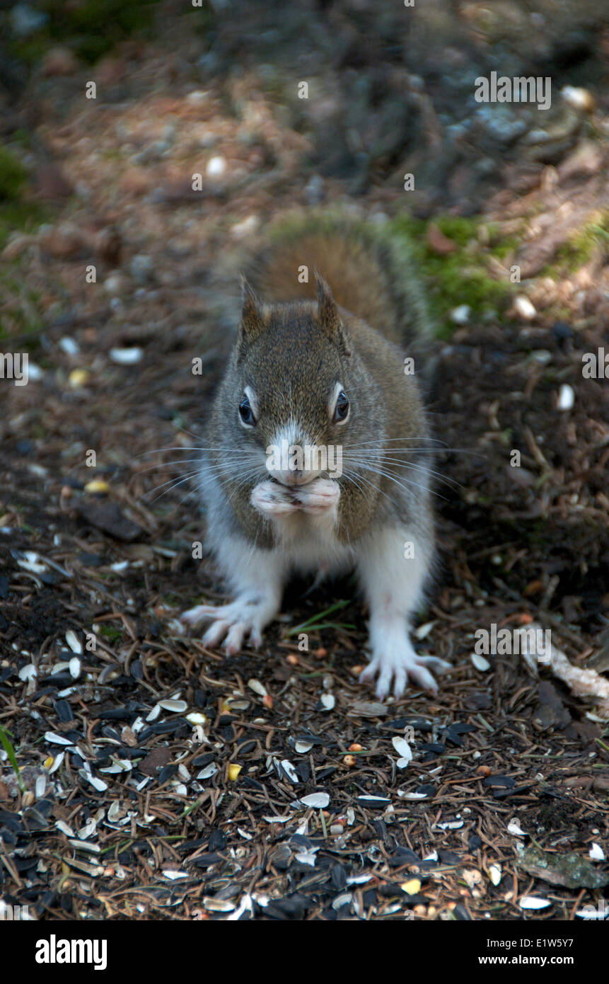 American scoiattolo rosso Tamiasciurus hudsonicus, con albino genetica. Sleeping Giant Parco Provinciale, Ontario, Canada Foto Stock