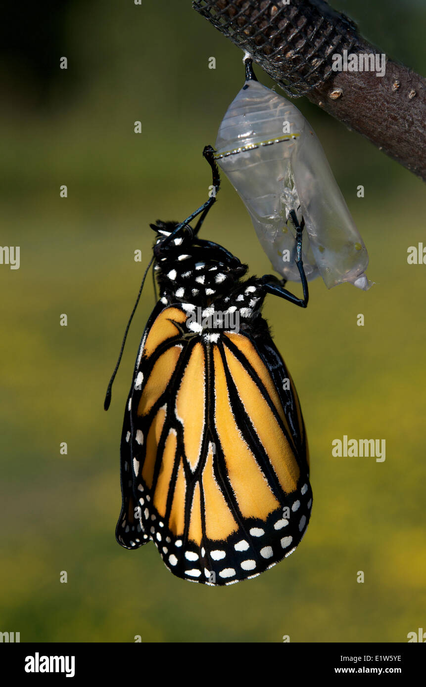Farfalla monarca Danaus plexippus in crisalide emersi crisalide (visibile) come una farfalla. Le ali sono a piena dimensione. Il lago Foto Stock