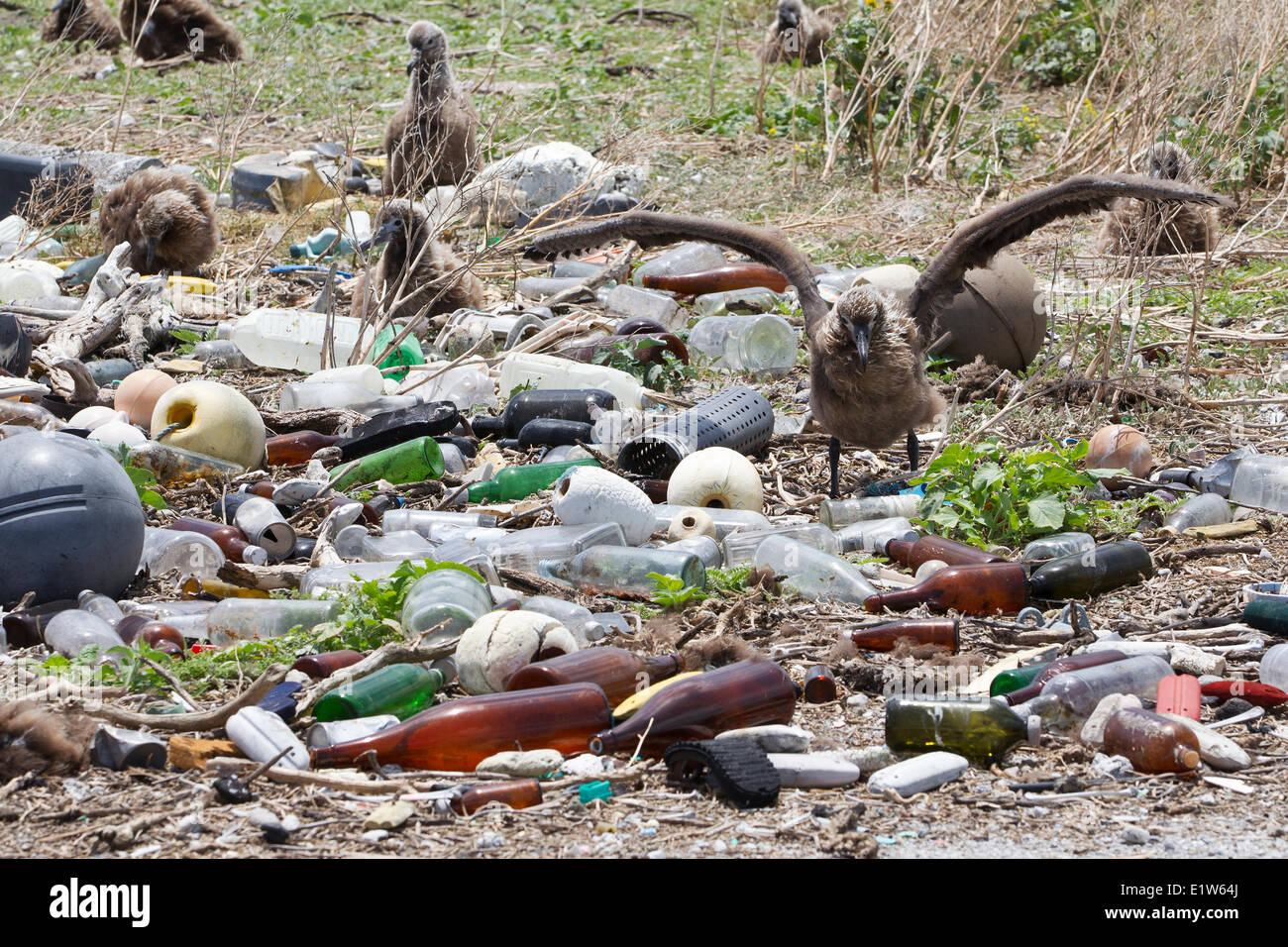 Laysan albatross (Phoebastria immutabilis) colonia nidificazione immondizia di plastica raccolte ricerca complotto per valutare l'inquinamento in plastica Foto Stock