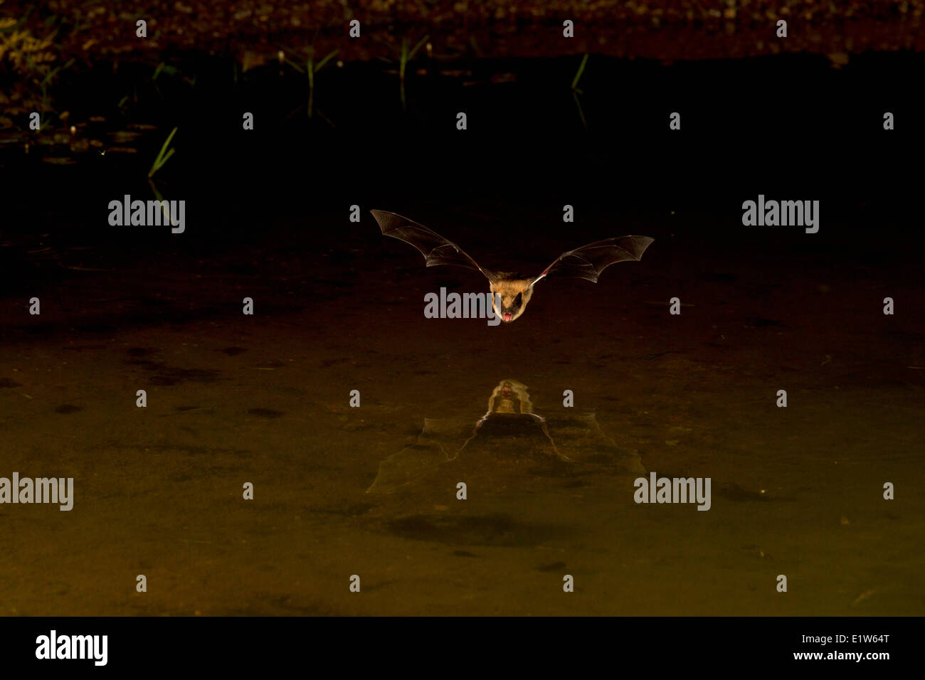 Big brown bat (Eptesicus fuscus), bere, testa di elefante stagno, Amado, Arizona. Foto Stock