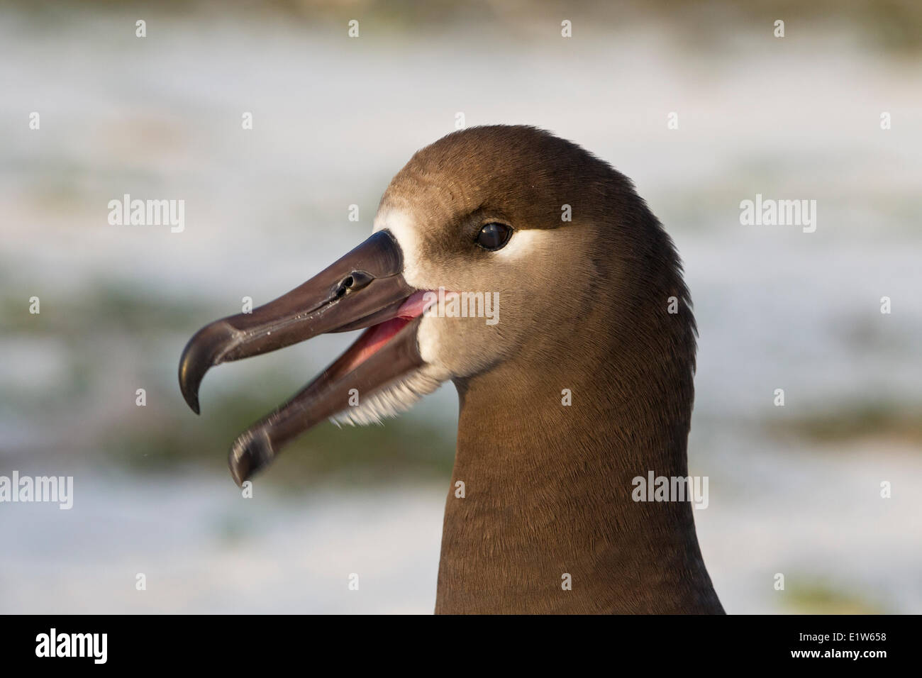Nero-footed albatross (Phoebastria nigripes) Sabbia Isola Midway Atoll National Wildlife Refuge Northwest isole hawaiane. Foto Stock