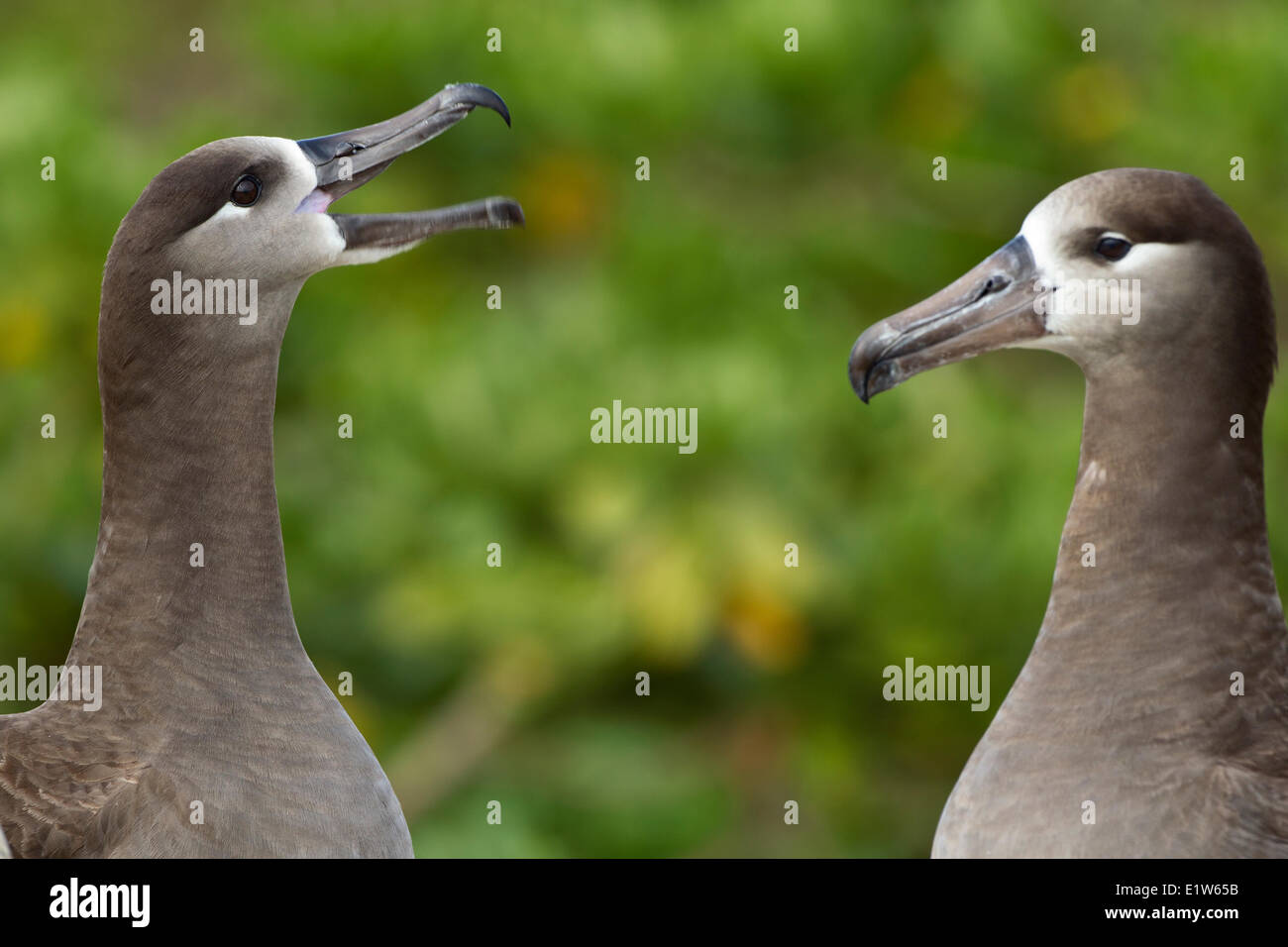 Nero-footed albatross (Phoebastria nigripes) corteggiamento isola di sabbia atollo di Midway National Wildlife Refuge Northwest Hawaiian Foto Stock