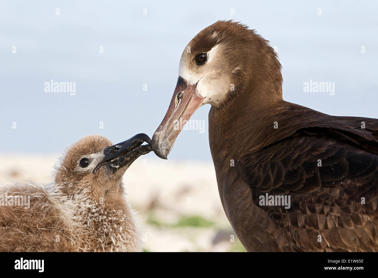 Nero-footed albatross (Phoebastria nigripes) chick accattonaggio adulto per alimentare l'isola di sabbia atollo di Midway National Wildlife Refuge Foto Stock