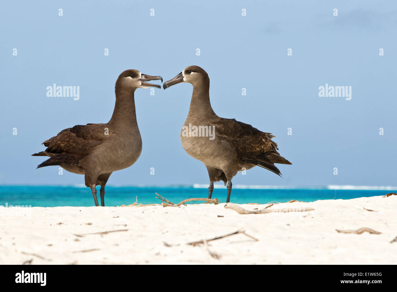 Nero-footed albatross (Phoebastria nigripes) corteggiamento isola di sabbia atollo di Midway National Wildlife Refuge Northwest Hawaiian Foto Stock