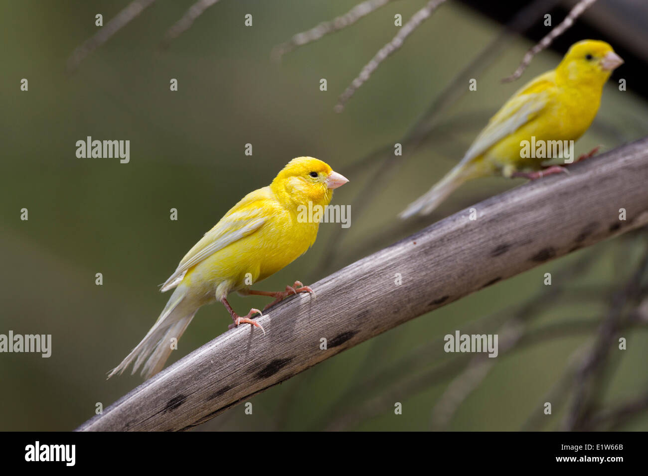 (Canarie Serinus canaria domestica) Isola di sabbia atollo di Midway National Wildlife Refuge Northwest isole hawaiane. Circa 500 Foto Stock